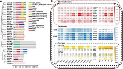 Genome-Wide Analysis and Expression Profiles of <mark class="highlighted">Ethylene Signal</mark> Genes and Apetala2/Ethylene-Responsive Factors in Peanut (Arachis hypogaea L.)
